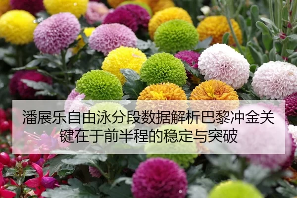 潘展乐自由泳分段数据解析巴黎冲金关键在于前半程的稳定与突破